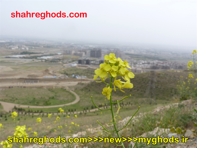 عکس های زیبای شهرقدس